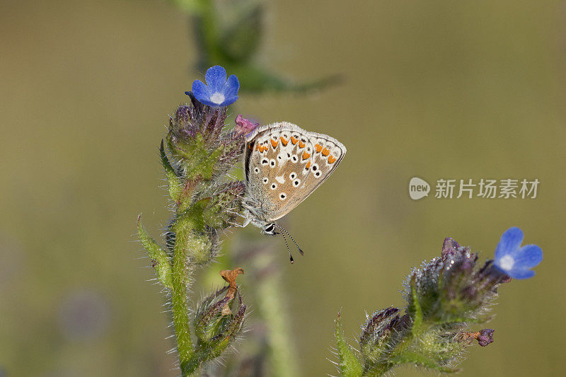 棕Argus蝴蝶(Aricia agestis)